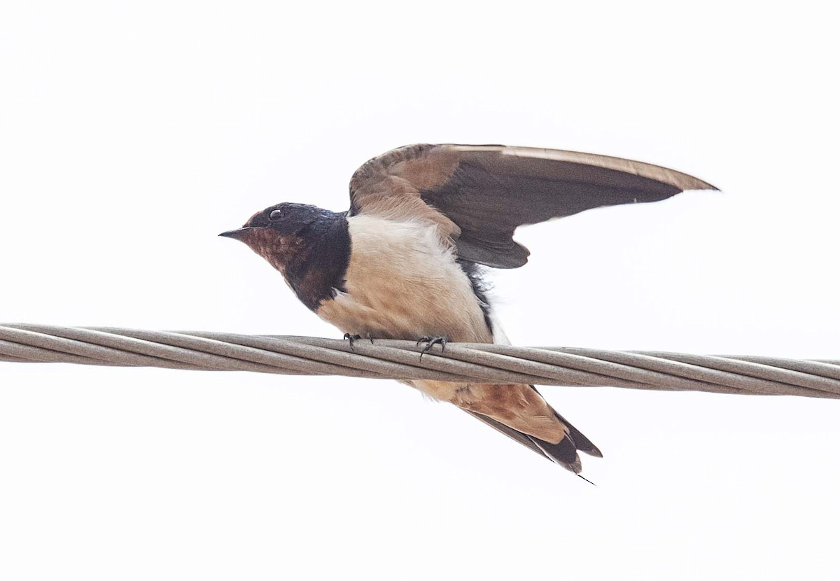 Barn Swallow (Buff-bellied) - ML613260946