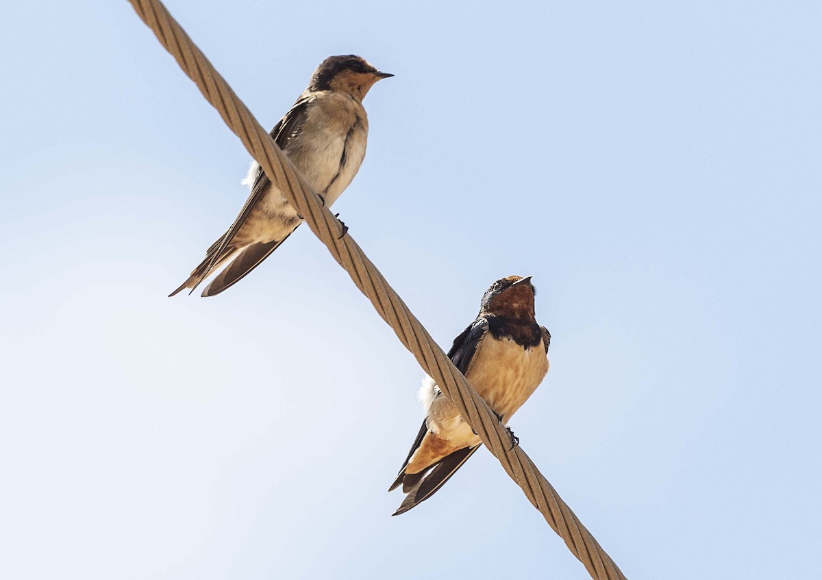 Barn Swallow (Buff-bellied) - Deb Hopton