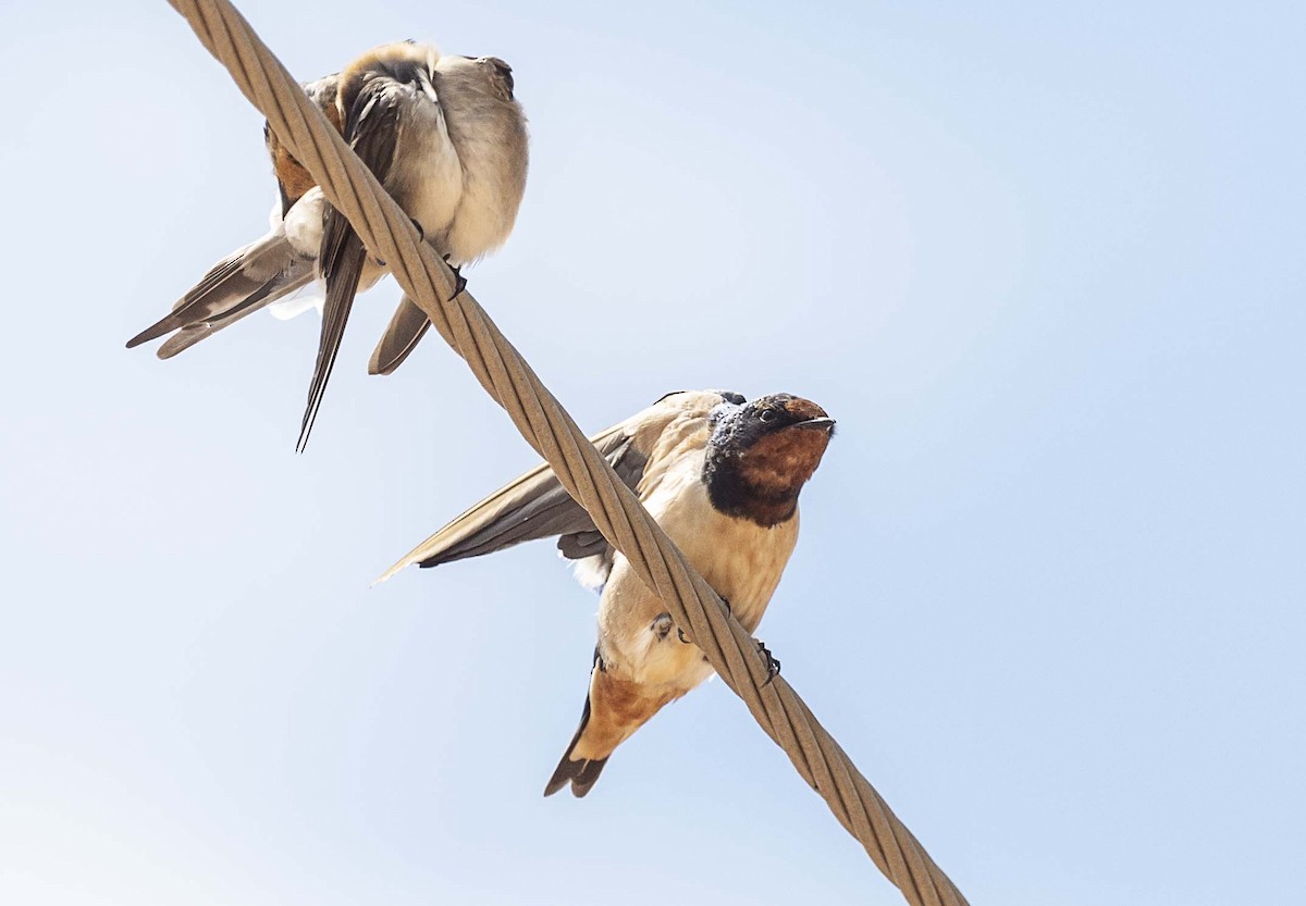 Barn Swallow (Buff-bellied) - Deb Hopton