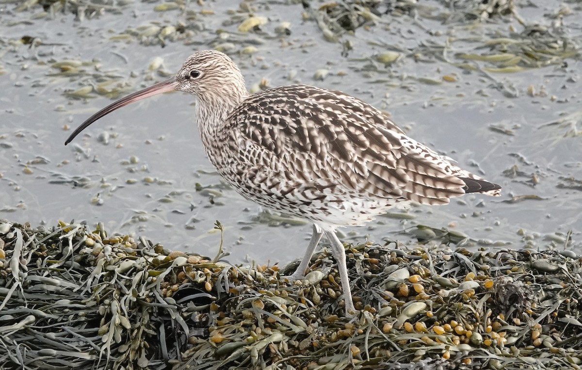 Eurasian Curlew - ML613260994