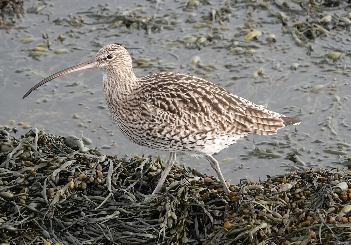 Eurasian Curlew - ML613260995