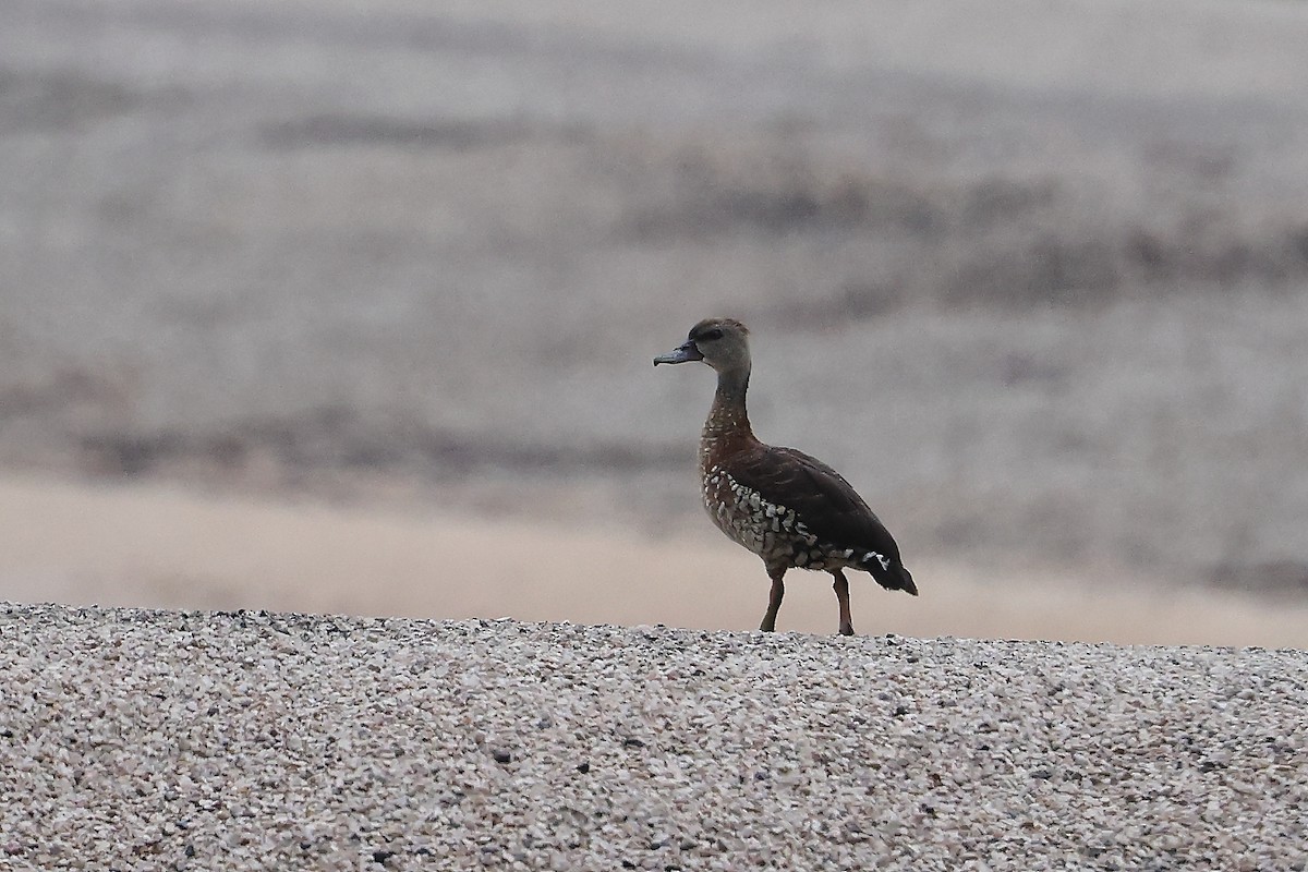 Dendrocygne tacheté - ML613261010