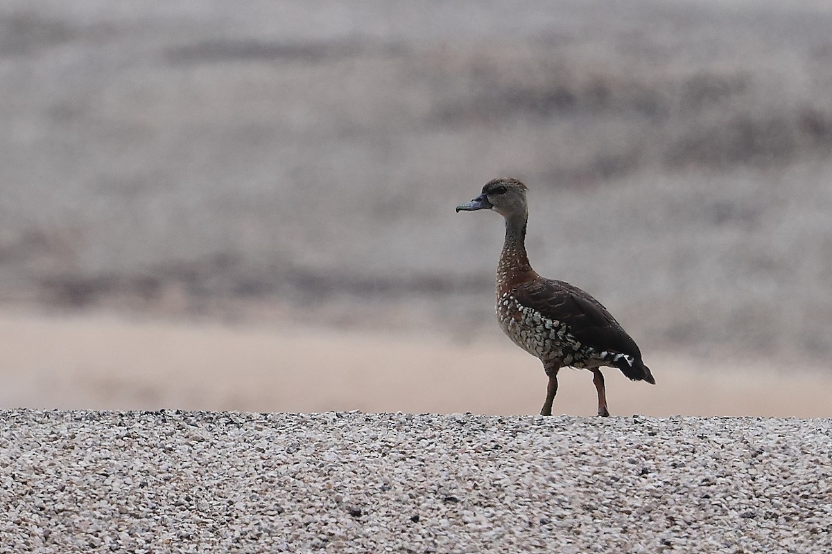 Dendrocygne tacheté - ML613261011