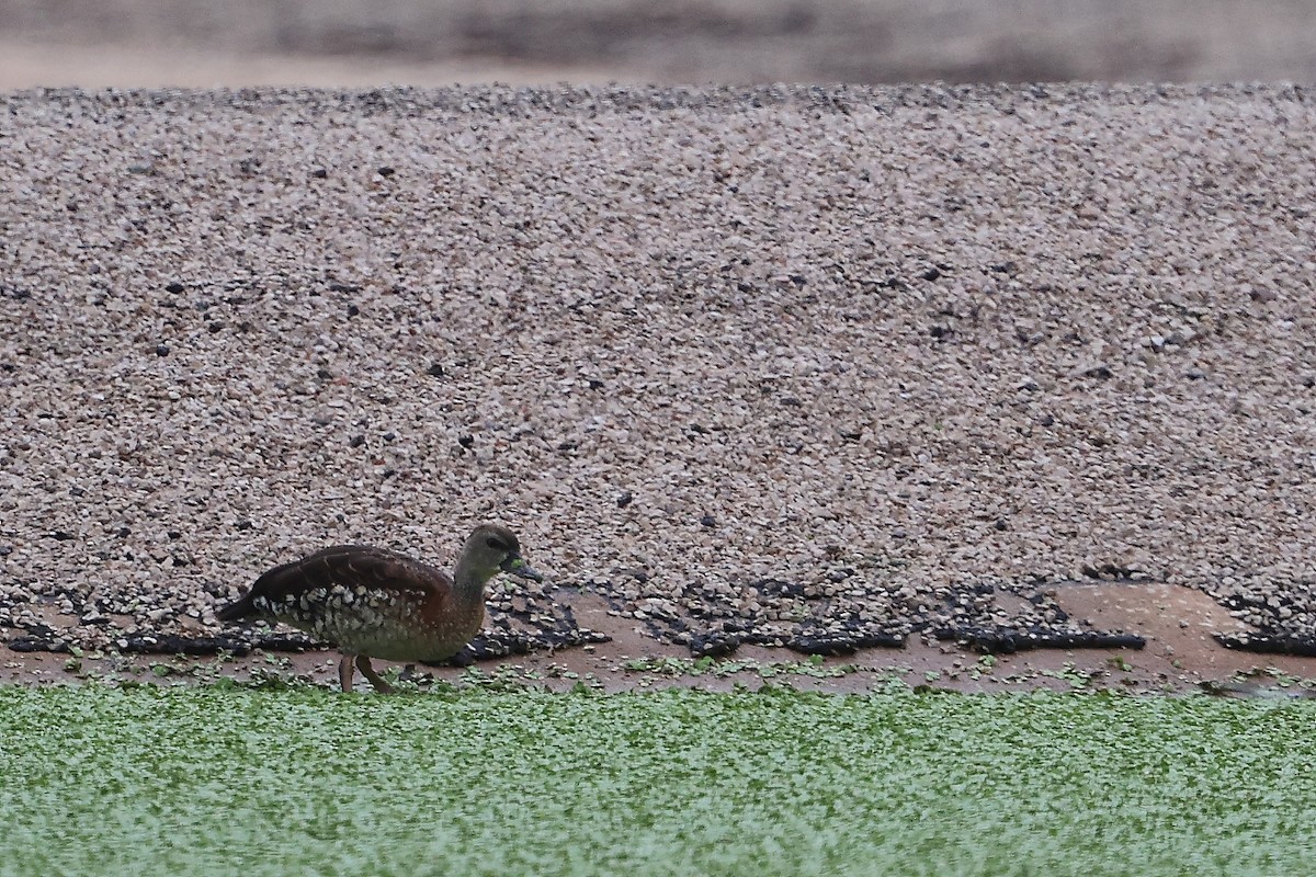 Spotted Whistling-Duck - Marc Gardner