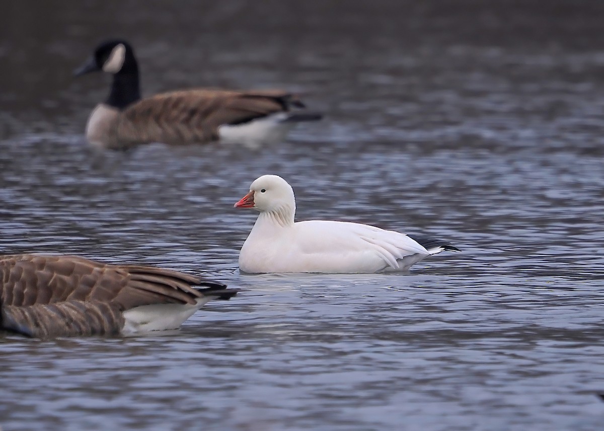 Ross's Goose - ML613261021