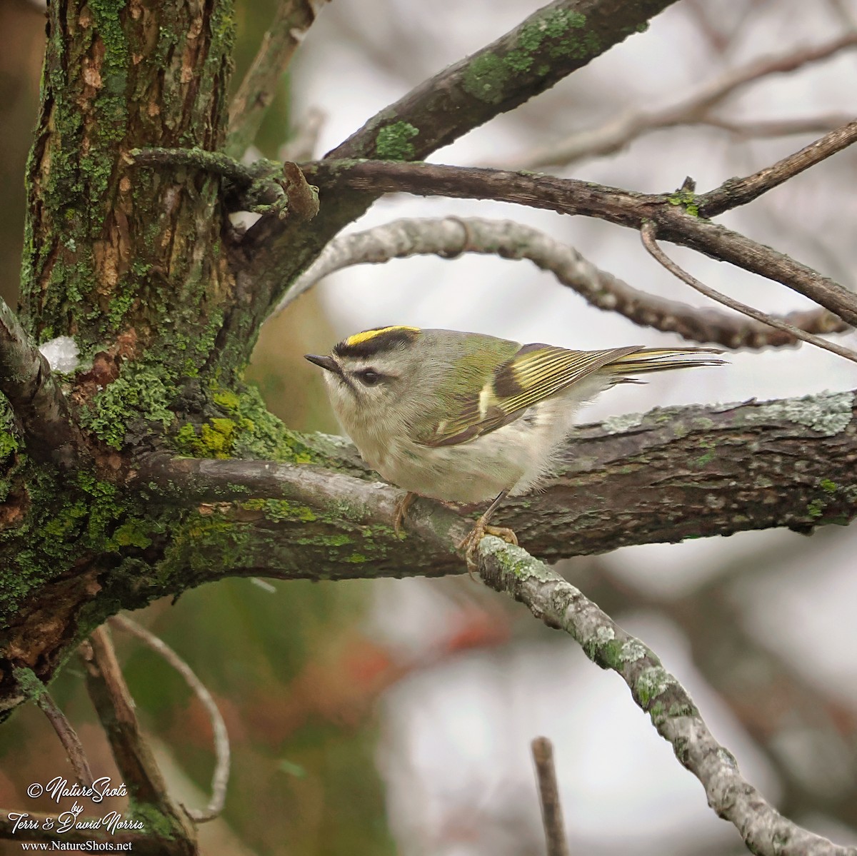 Golden-crowned Kinglet - ML613261035