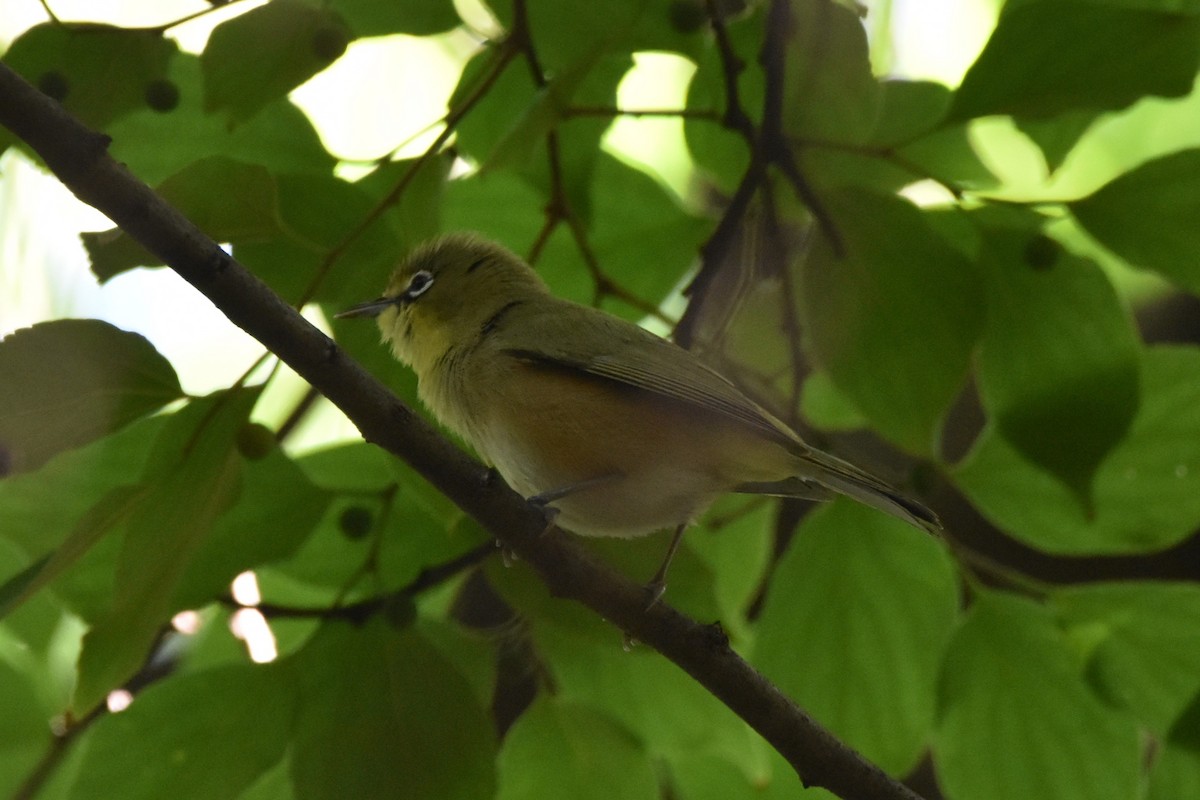 Orange River White-eye - Drew Davison