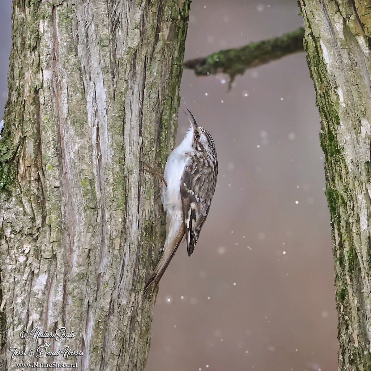 アメリカキバシリ - ML613261048