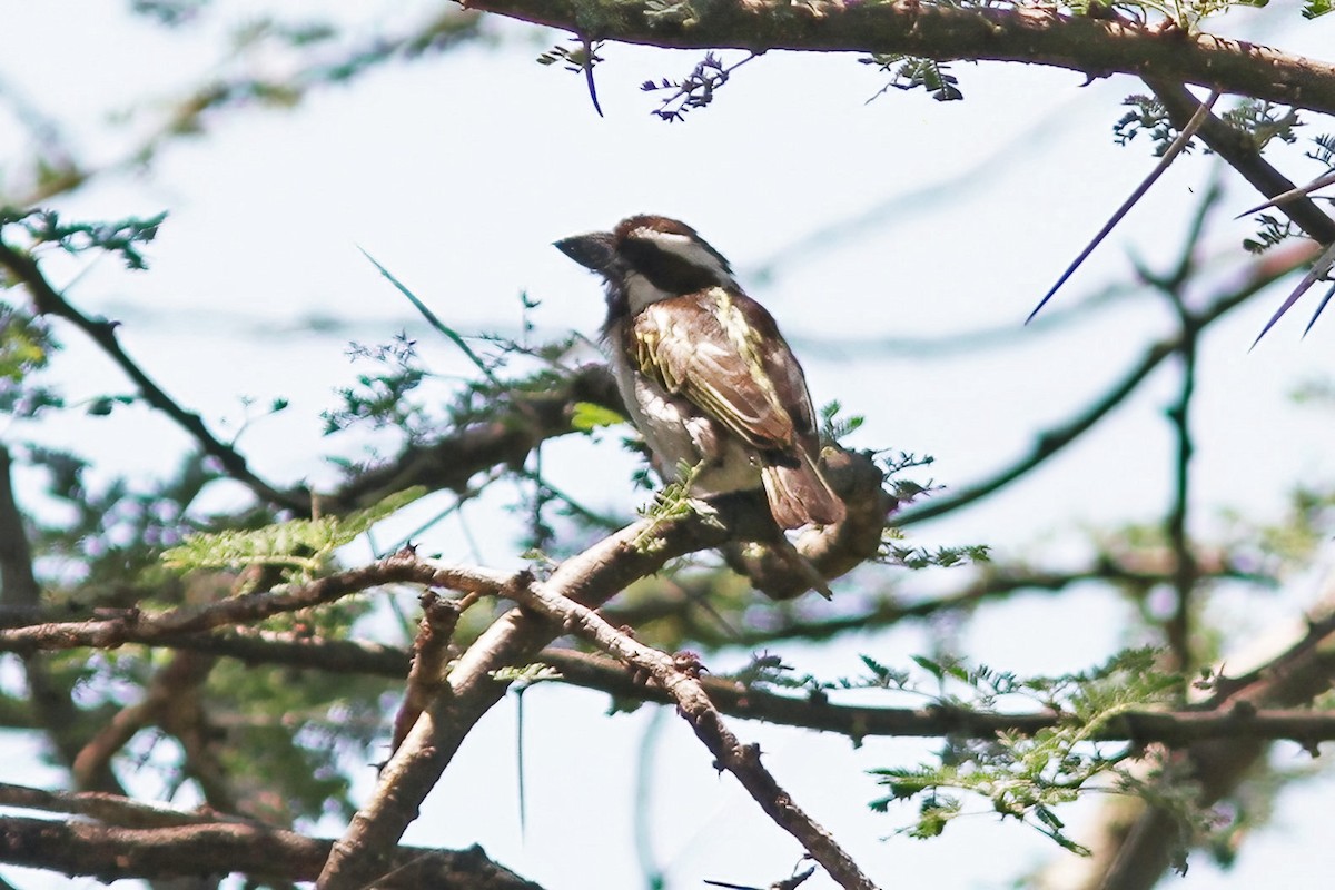 Schwarzkopf-Bartvogel - ML613261072