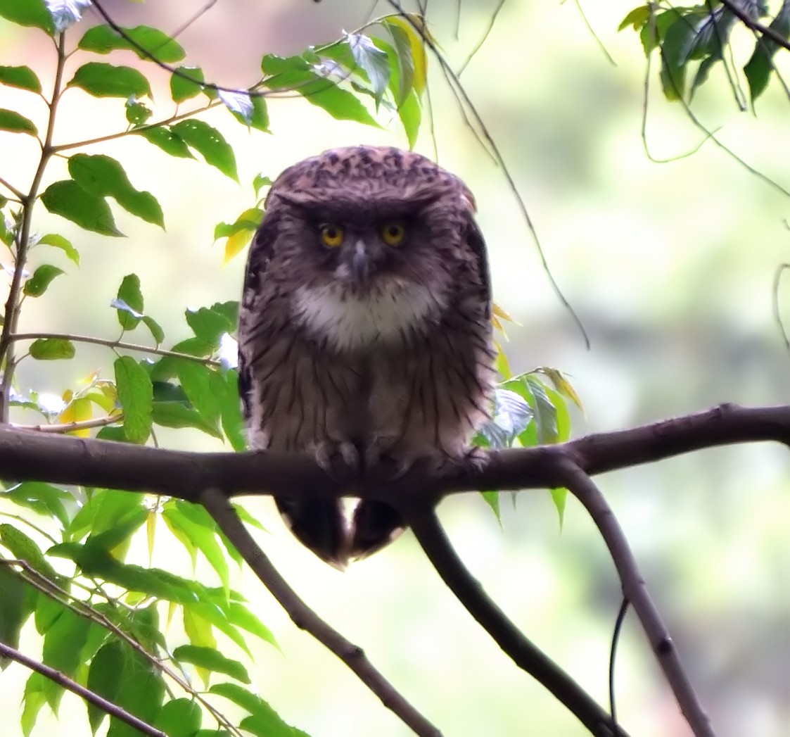 Brown Fish-Owl - ML613261082