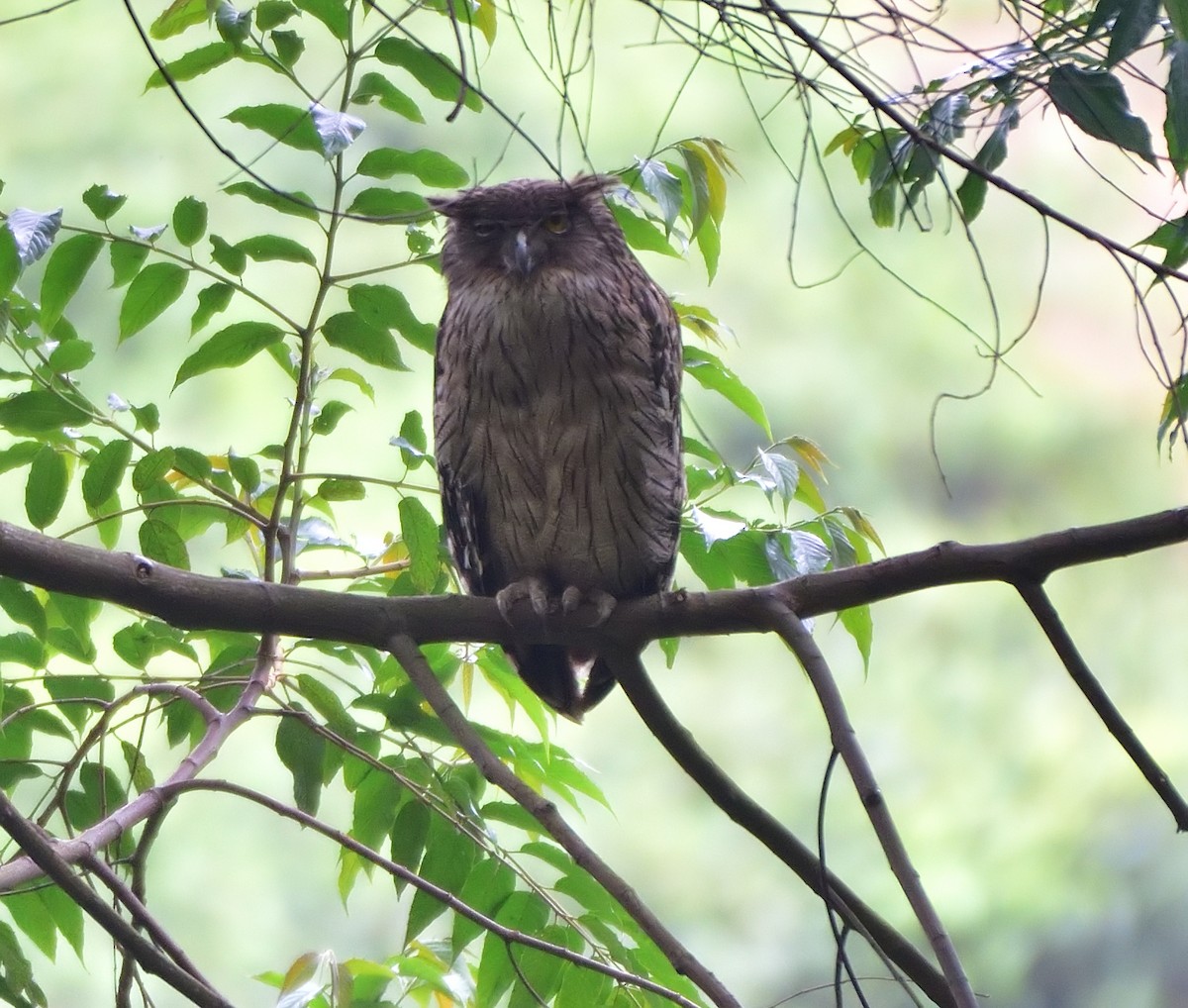 Brown Fish-Owl - ML613261120