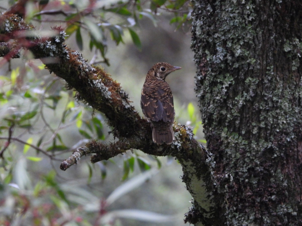 Bassian Thrush - ML613261142