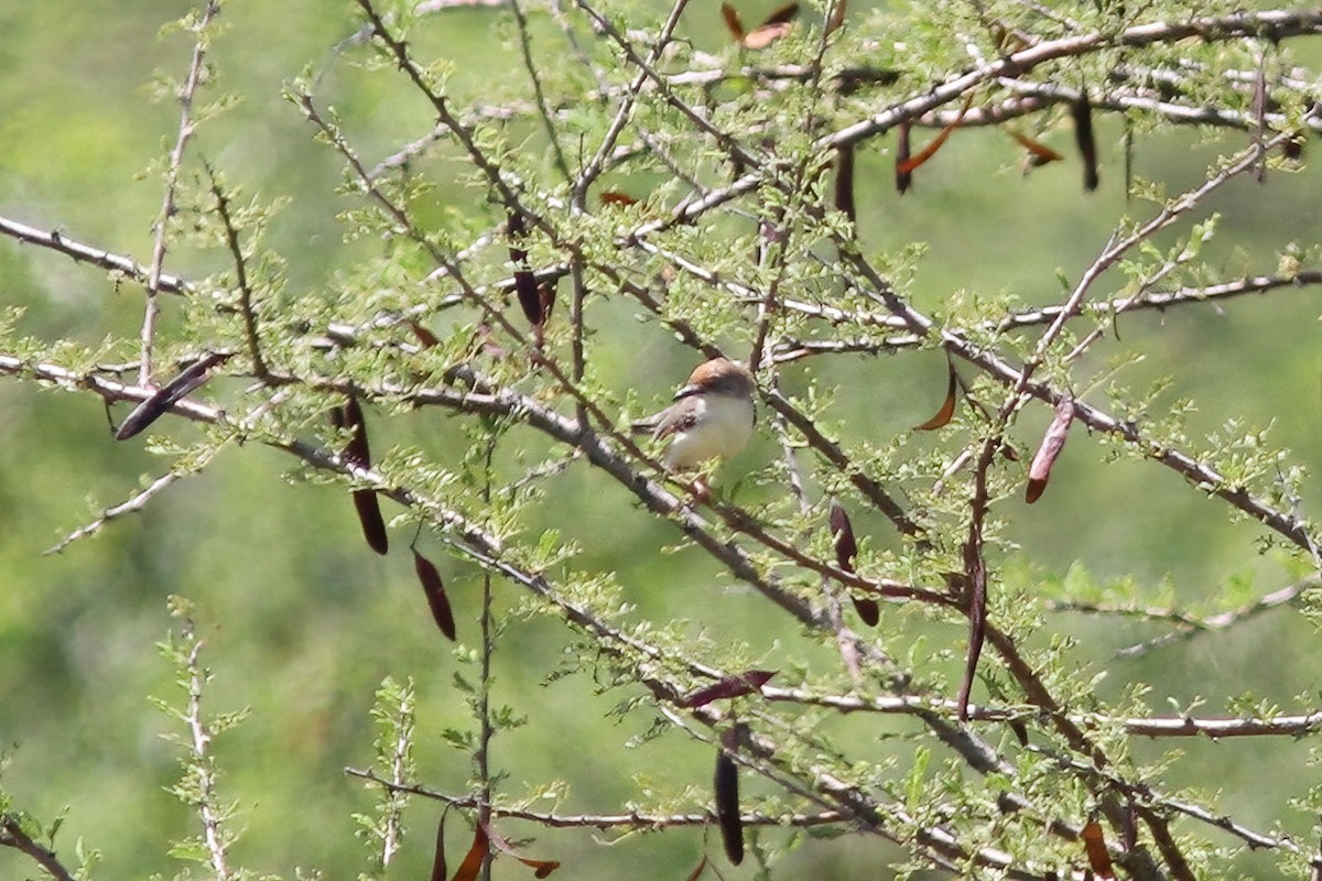 Red-fronted Prinia - ML613261213