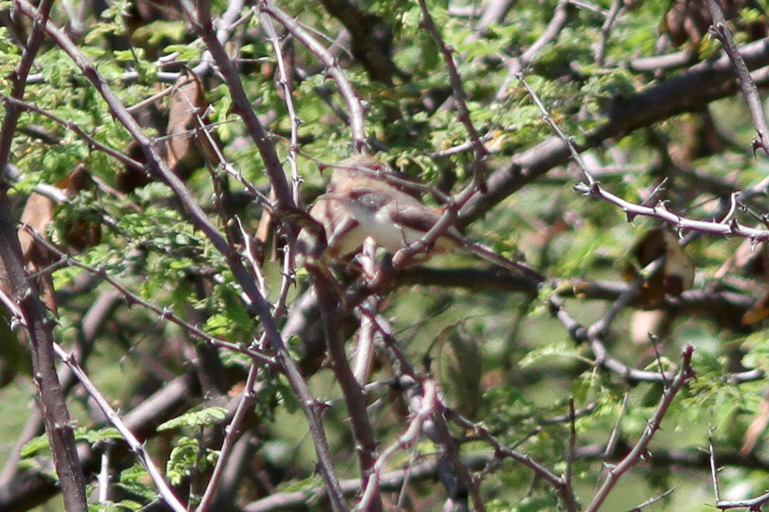 Red-fronted Prinia - ML613261214