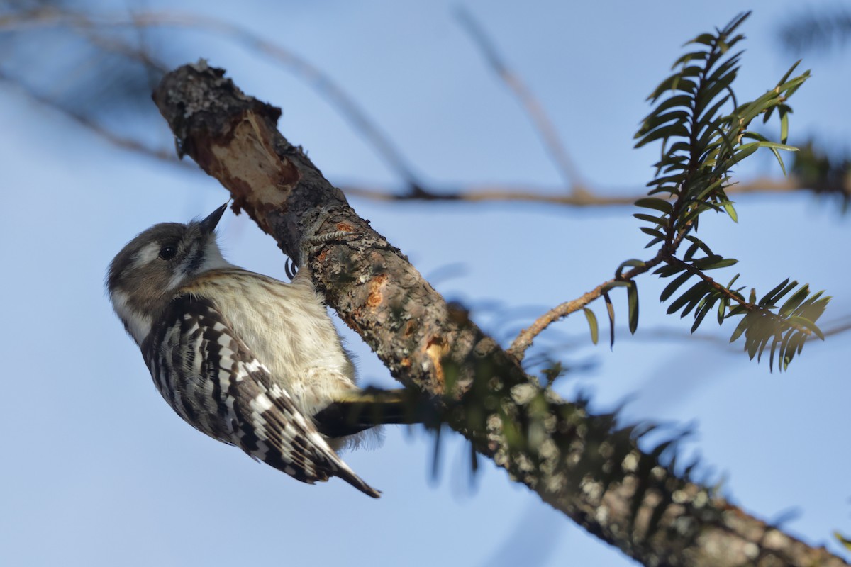 Japanese Pygmy Woodpecker - ML613261263