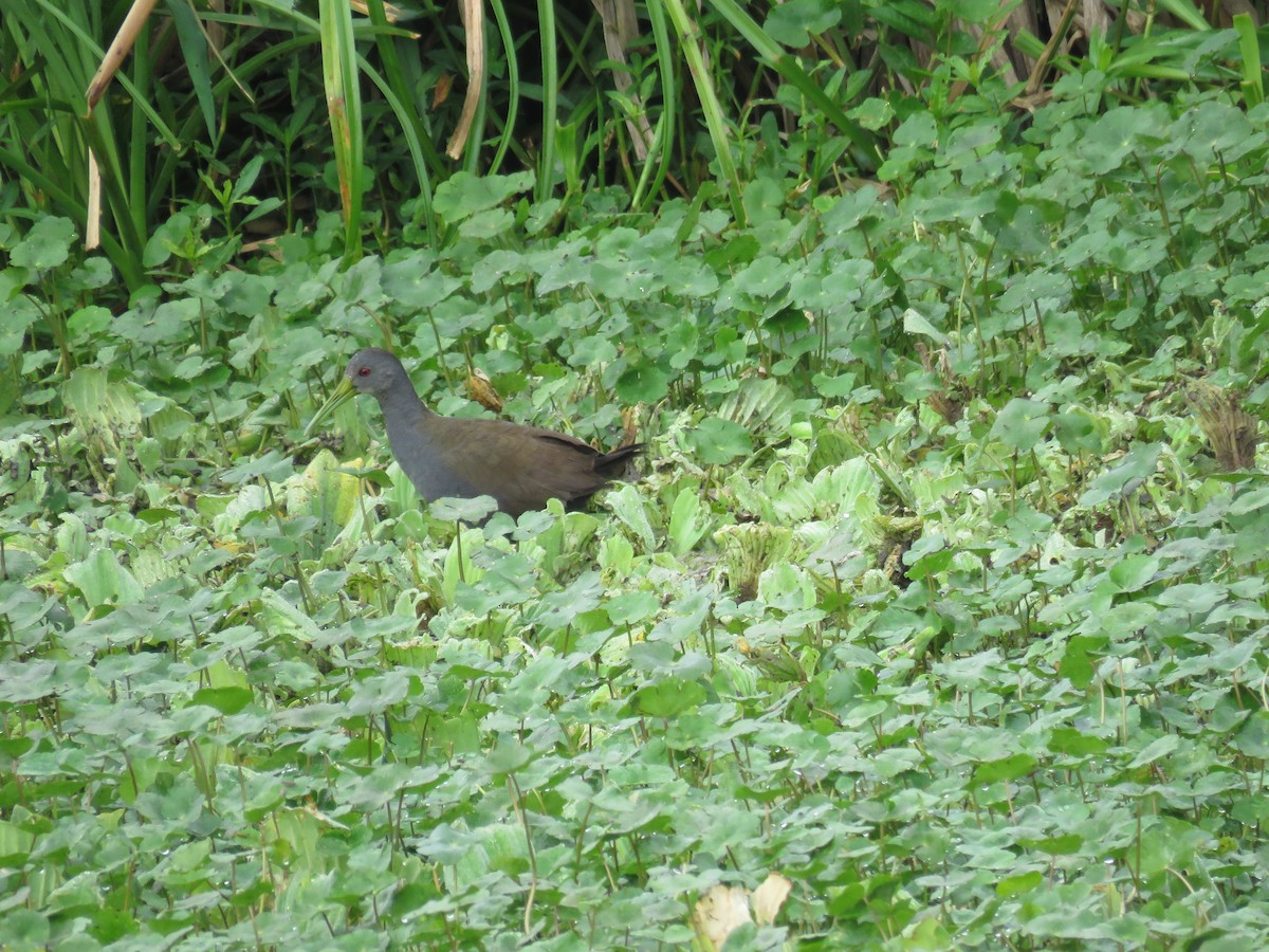 Blackish Rail - ML613261268