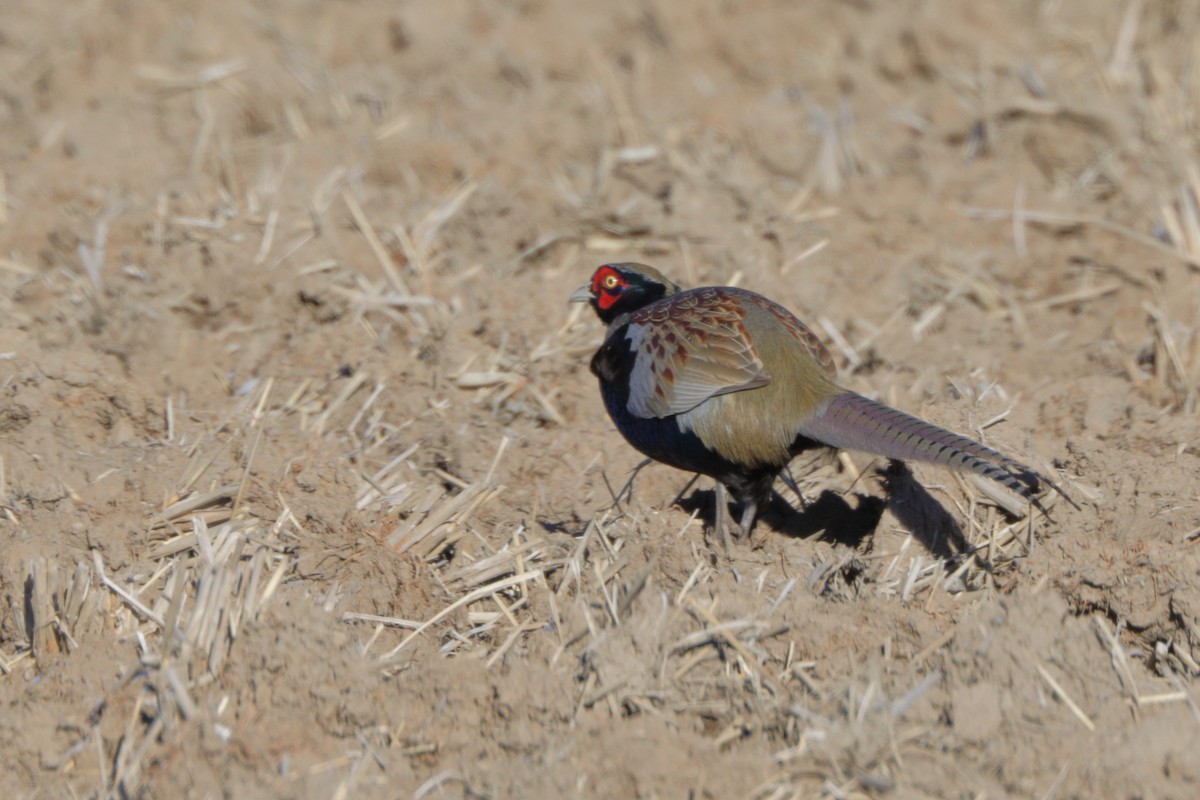 Green Pheasant - Peter Burke