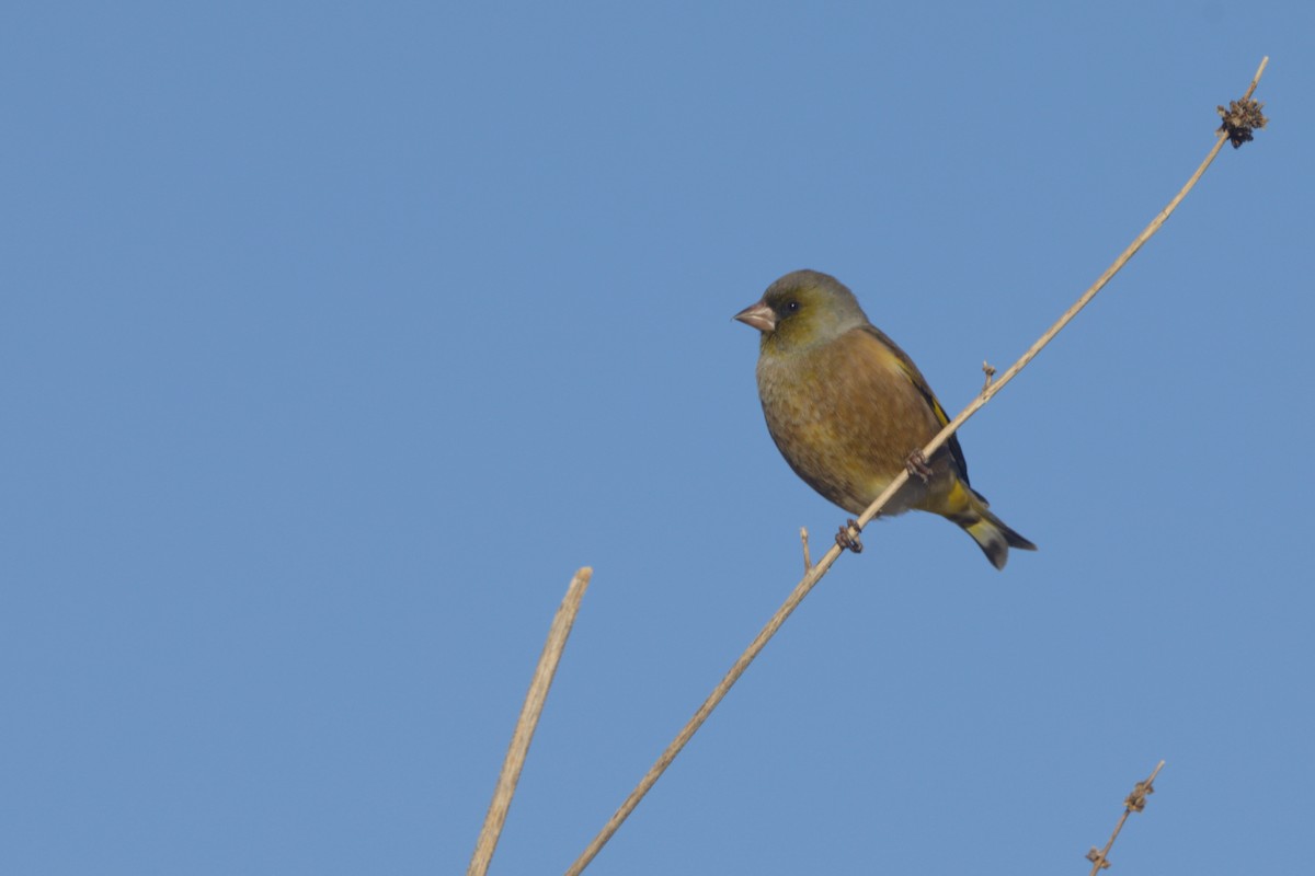 Oriental Greenfinch - ML613261282