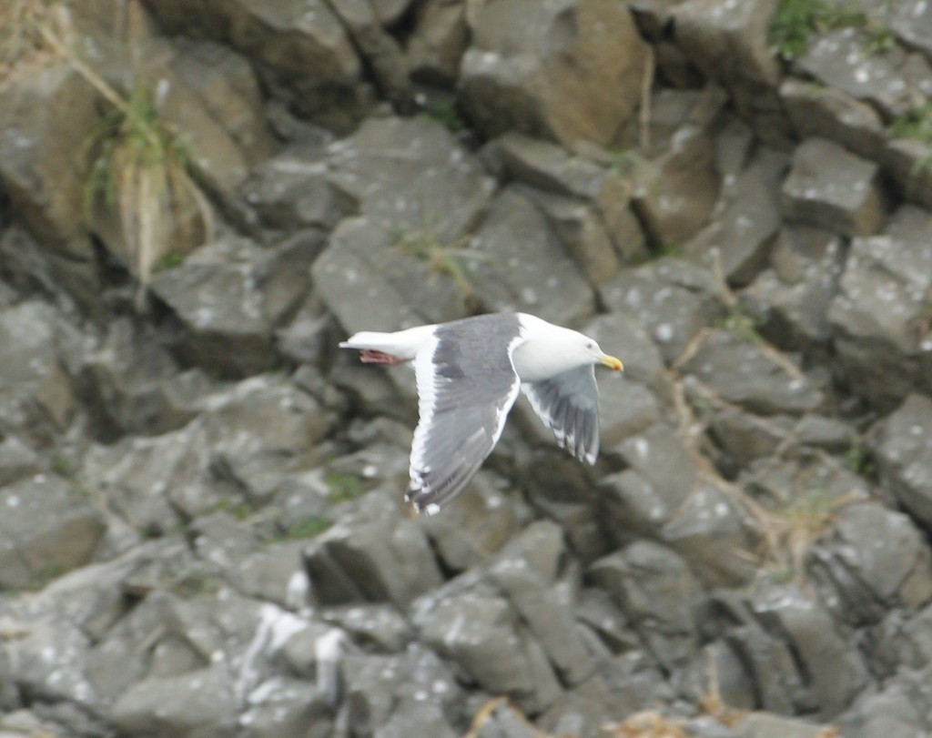 Тихоокеанская чайка - ML613261308