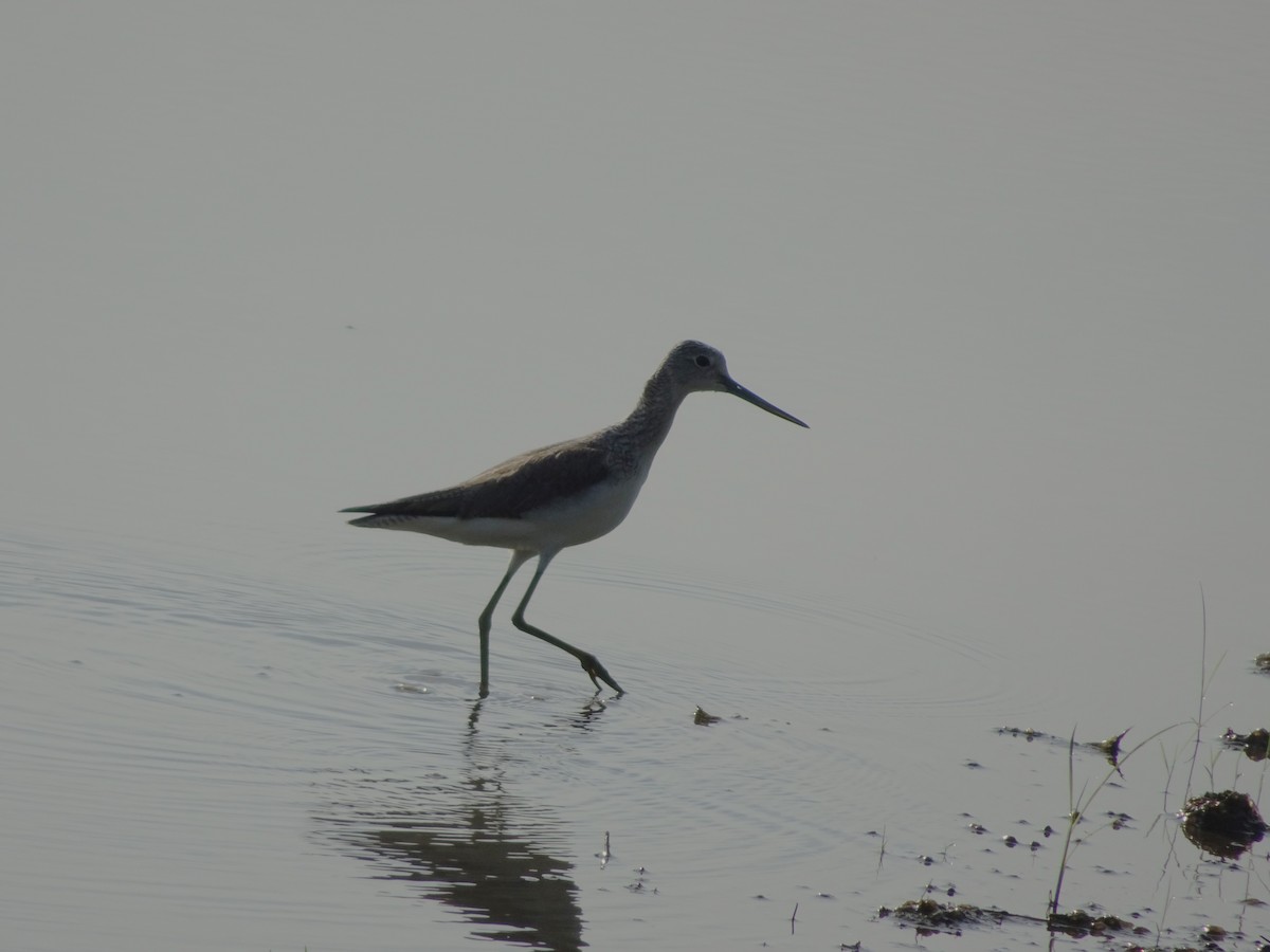 Common Greenshank - ML613261320