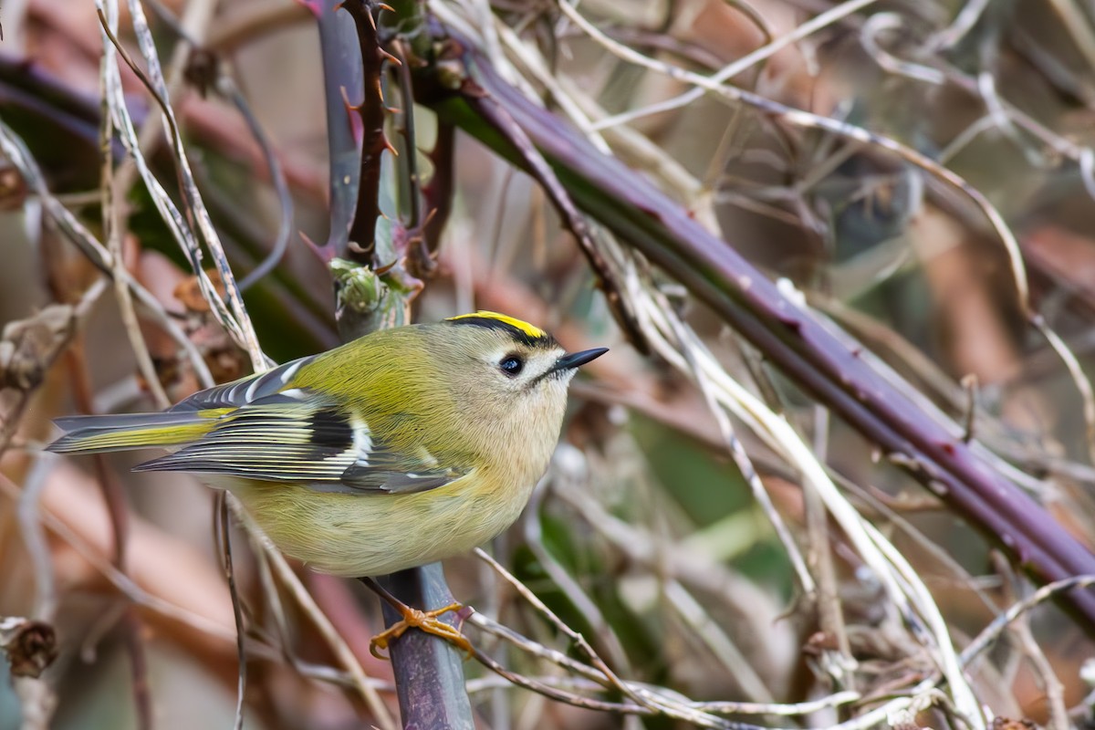 Goldcrest - ML613261411