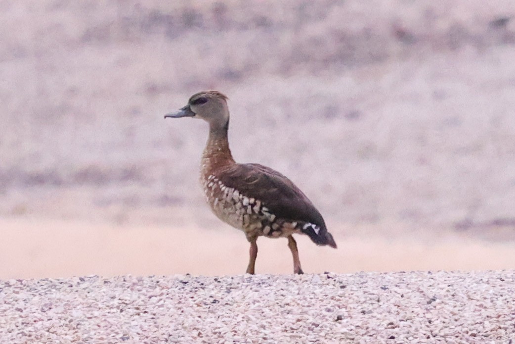 Dendrocygne tacheté - ML613261551