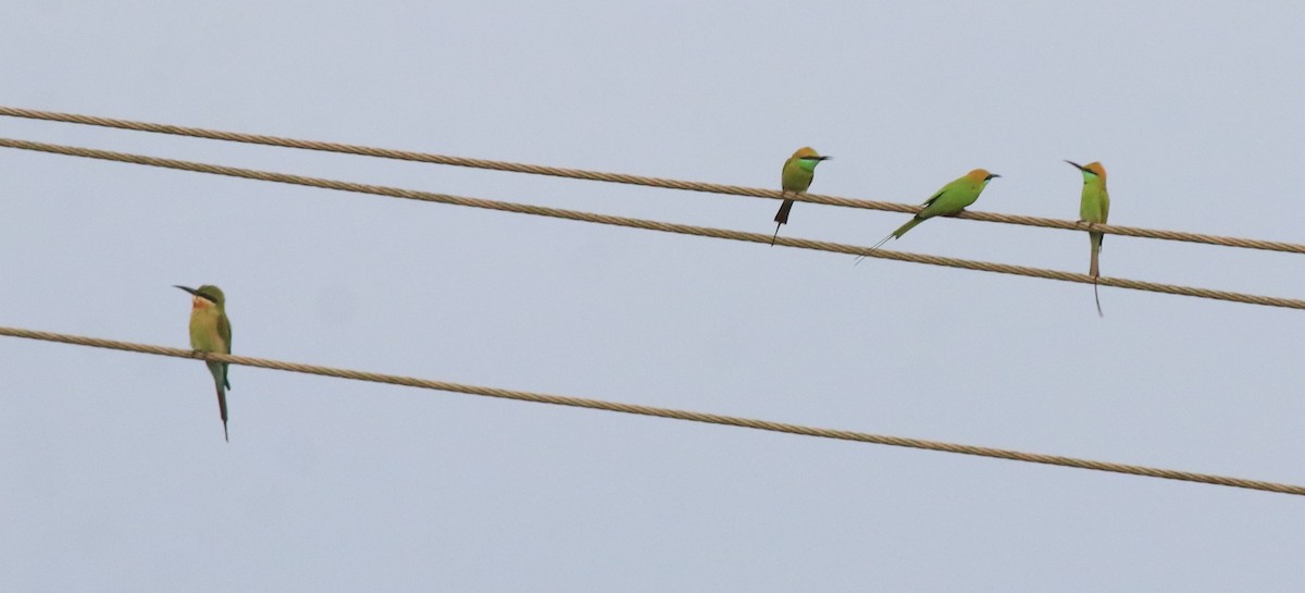 Blue-tailed Bee-eater - Afsar Nayakkan