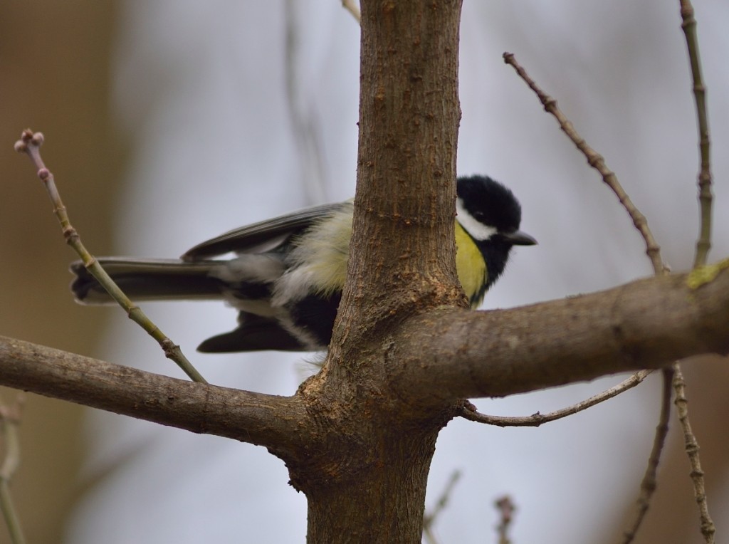 Great Tit - ML613261589