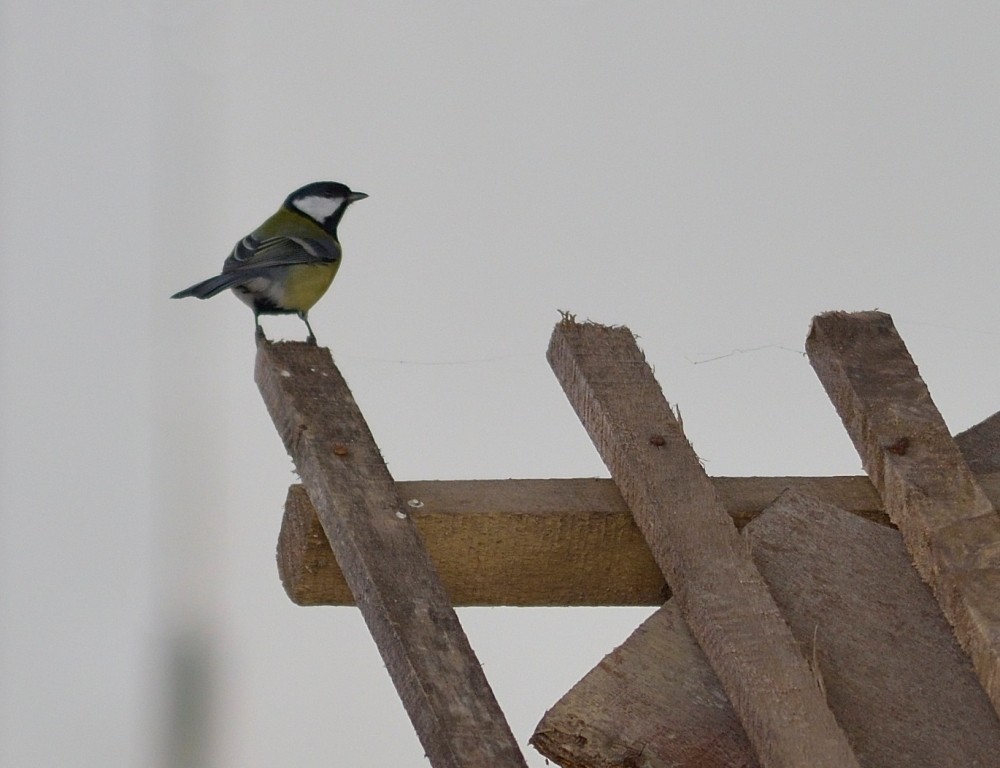 Great Tit - ML613261590