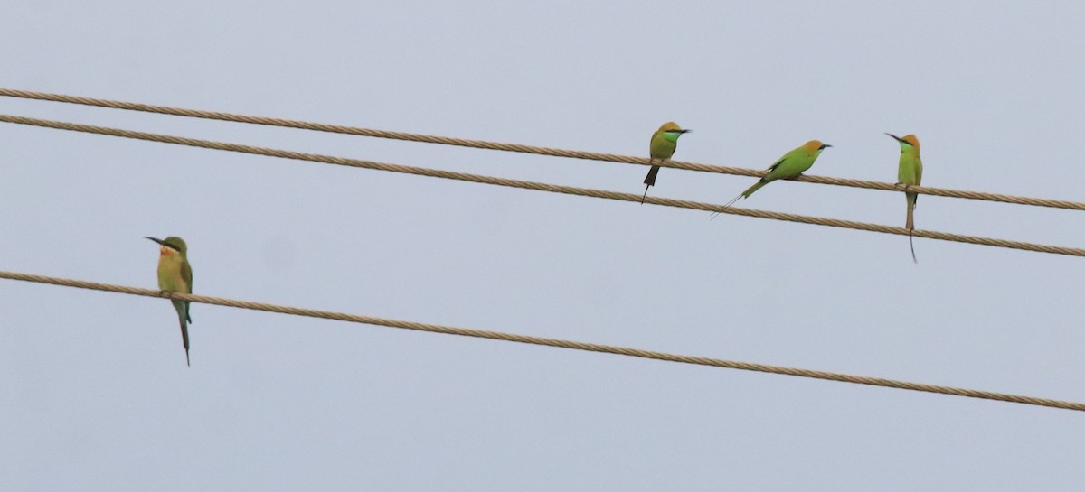 Asian Green Bee-eater - Afsar Nayakkan