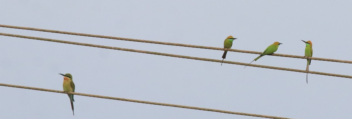 Asian Green Bee-eater - Afsar Nayakkan