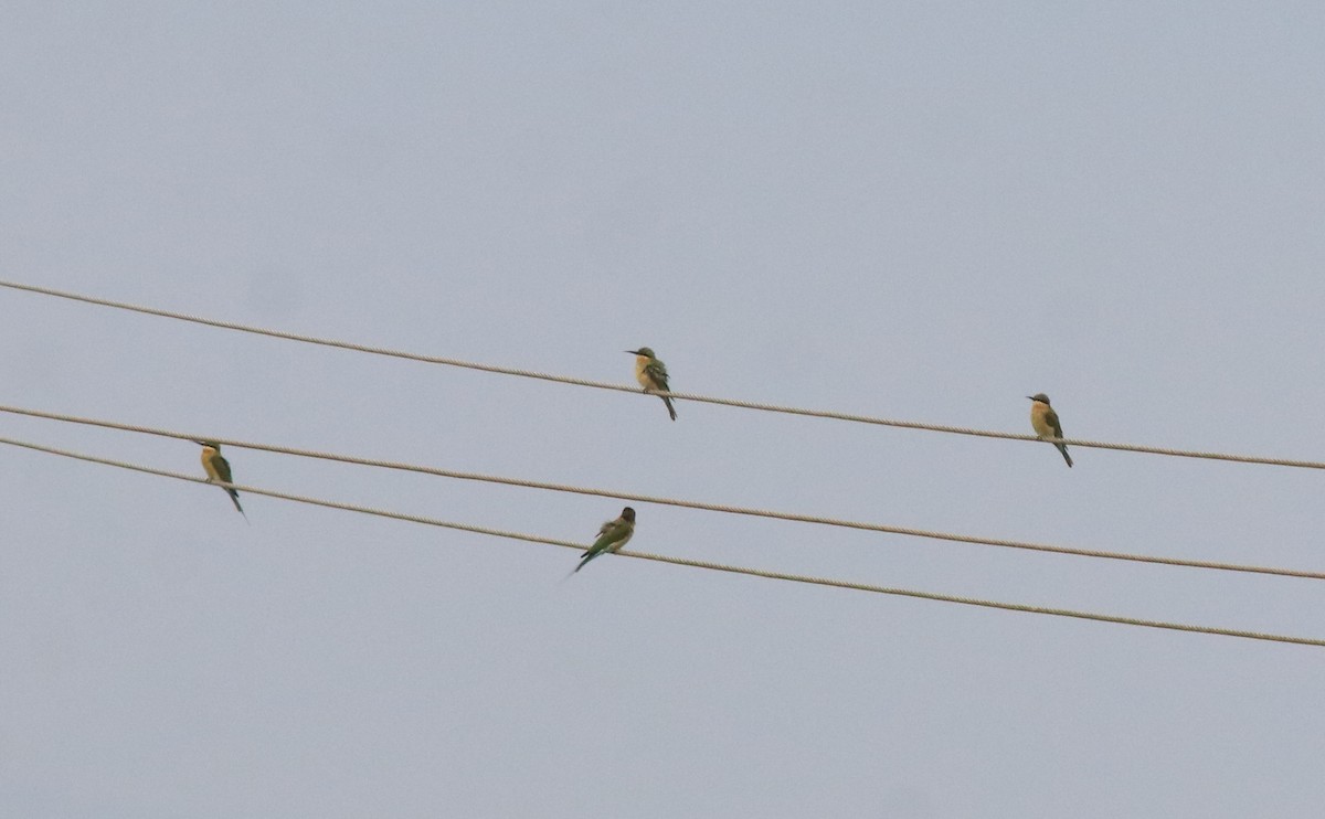 Asian Green Bee-eater - Afsar Nayakkan