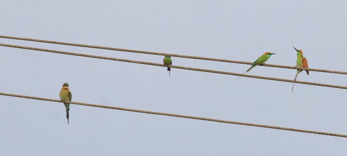 Asian Green Bee-eater - Afsar Nayakkan