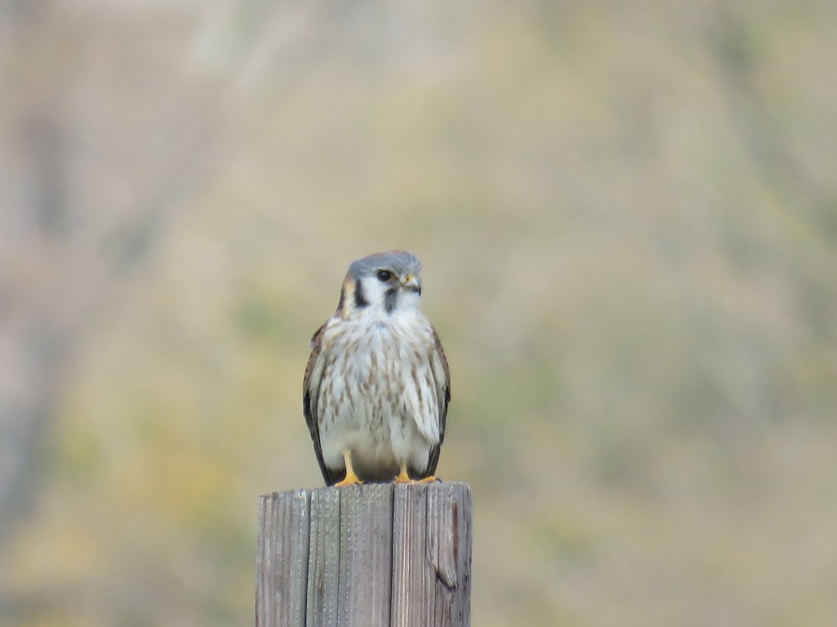 American Kestrel - Laura Wilson