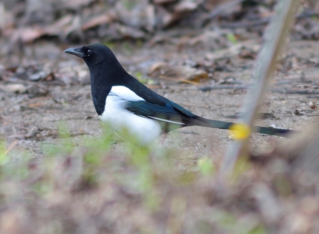 Eurasian Magpie - ML613261609