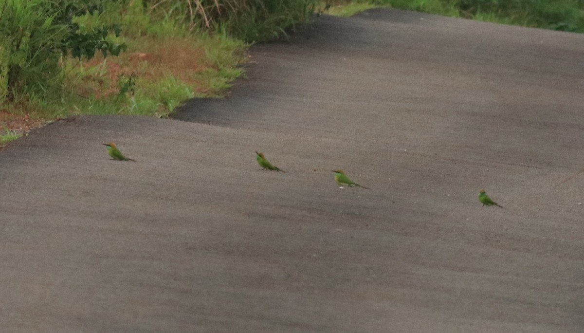 Asian Green Bee-eater - Afsar Nayakkan