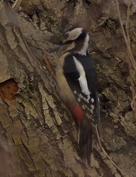 Great Spotted Woodpecker - ML613261617