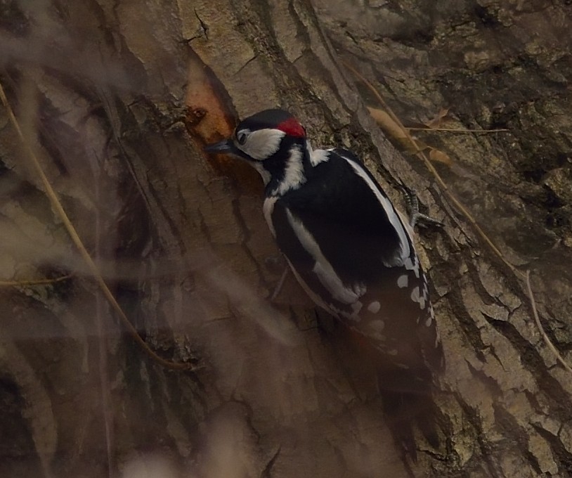 Great Spotted Woodpecker - ML613261618