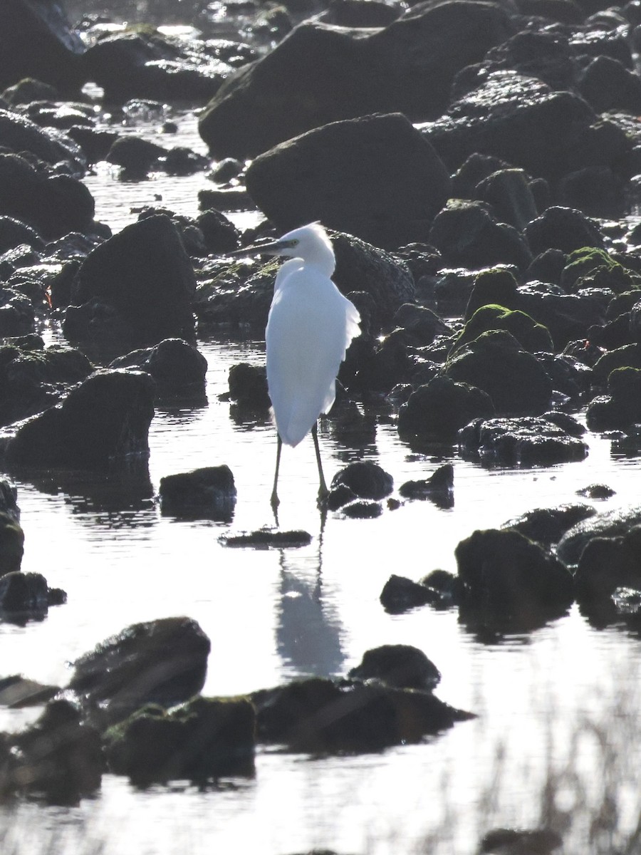 Little Egret - ML613261622