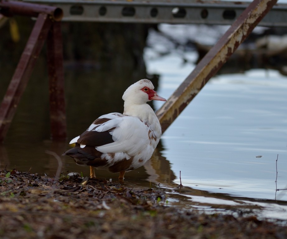 Muscovy Duck (Domestic type) - ML613261626