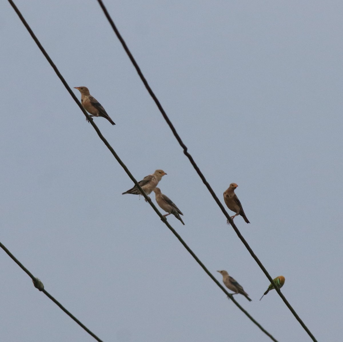 Rosy Starling - ML613261627