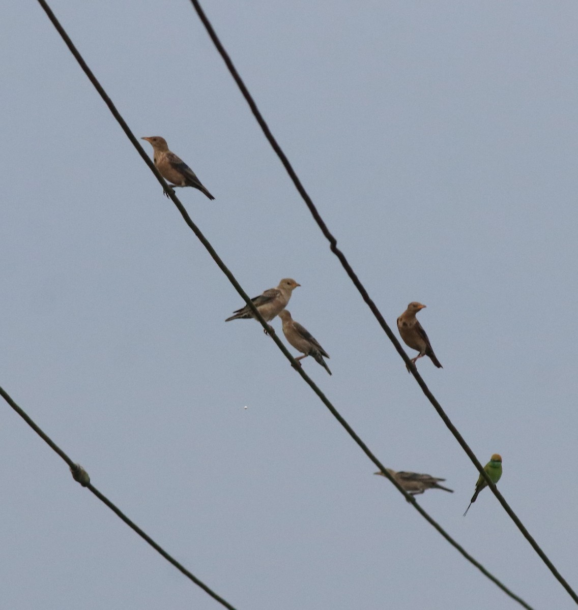 Rosy Starling - ML613261628