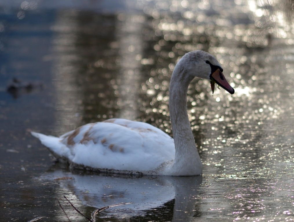 Mute Swan - ML613261630