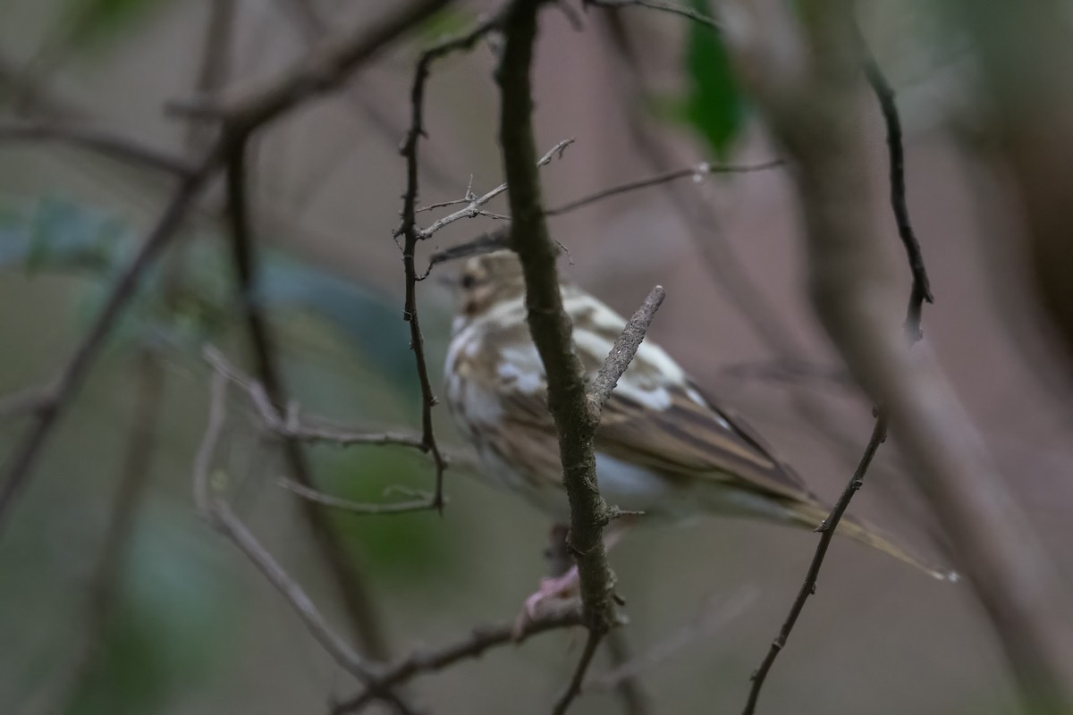 Olive-backed Pipit - ML613261632