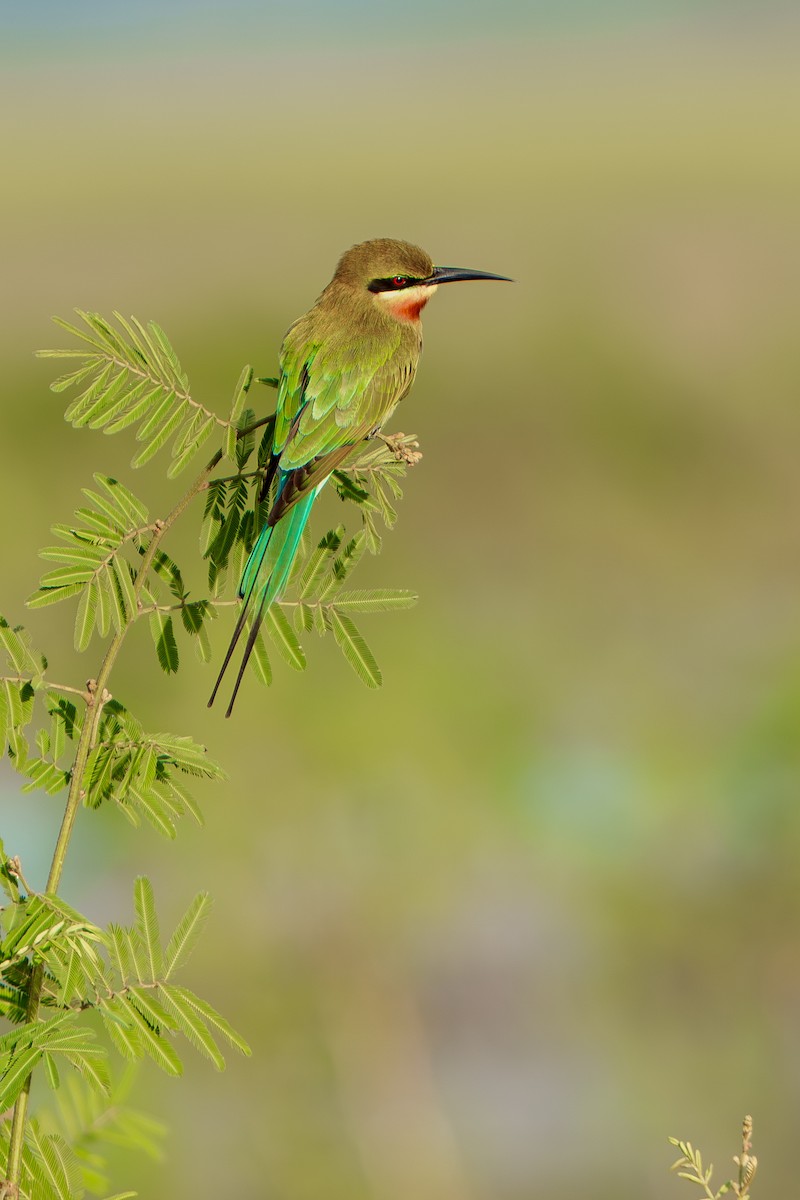 Asian Green Bee-eater - Woramate Boonyavantang