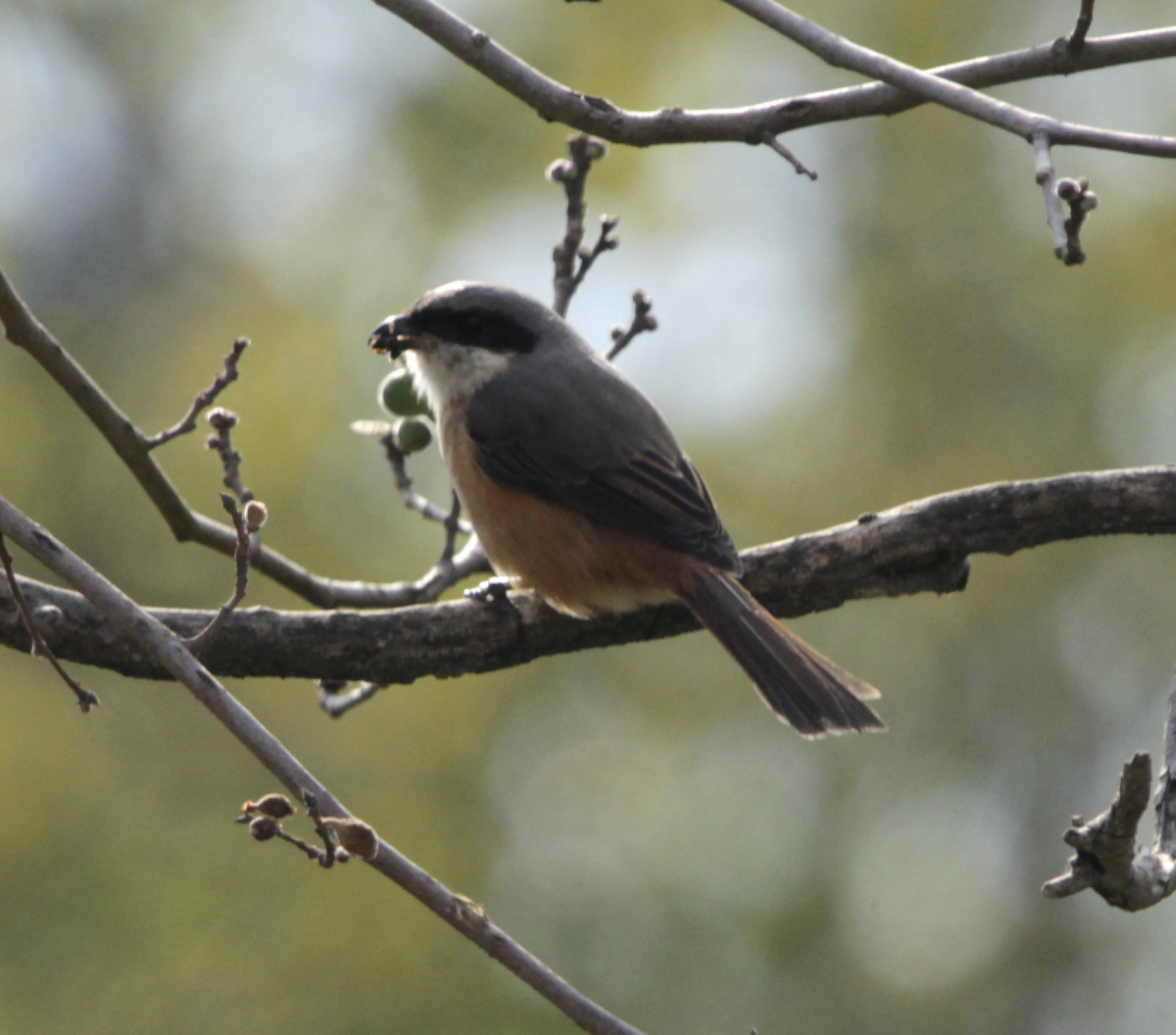 Gray-backed Shrike - ML613261757