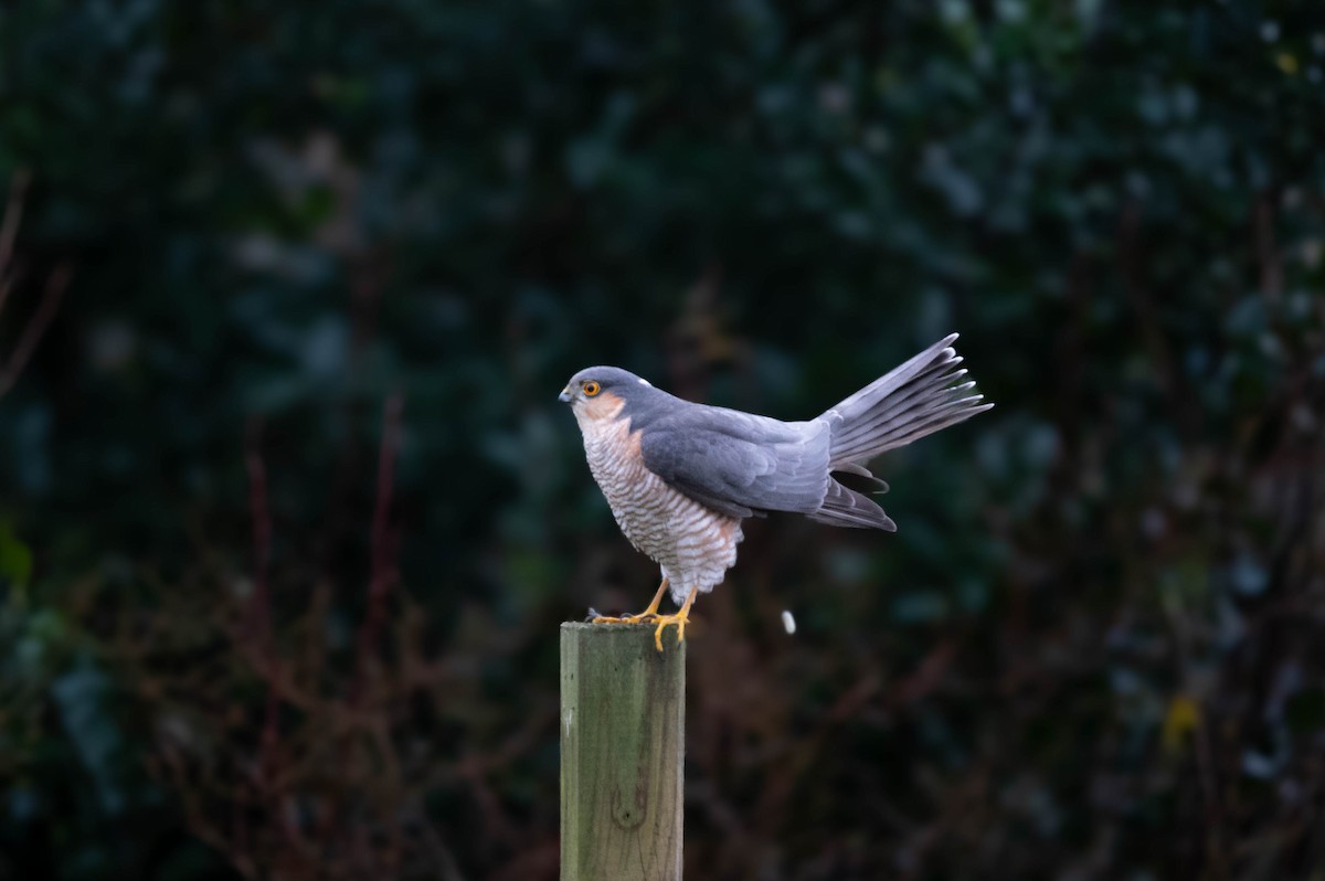 Eurasian Sparrowhawk - ML613261778