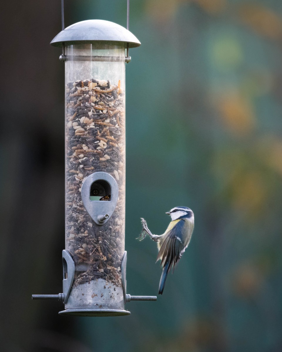 Eurasian Blue Tit - ML613261801