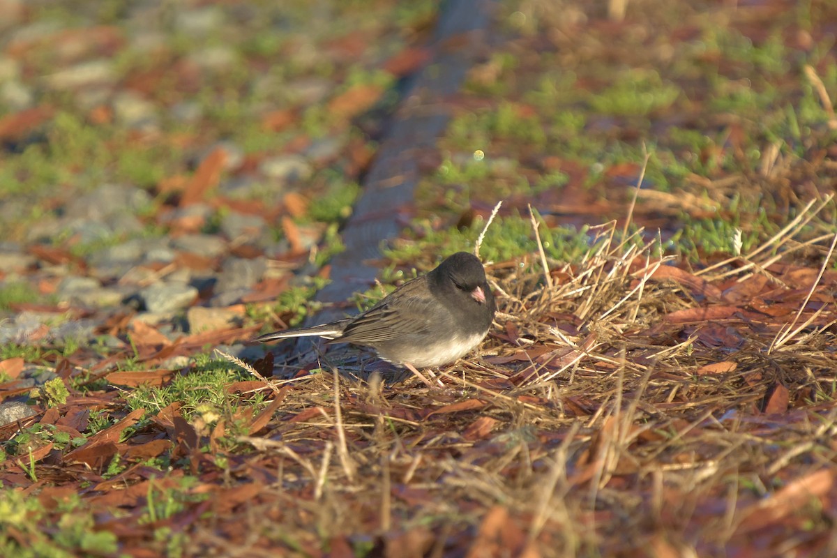 Dark-eyed Junco (cismontanus) - ML613261807