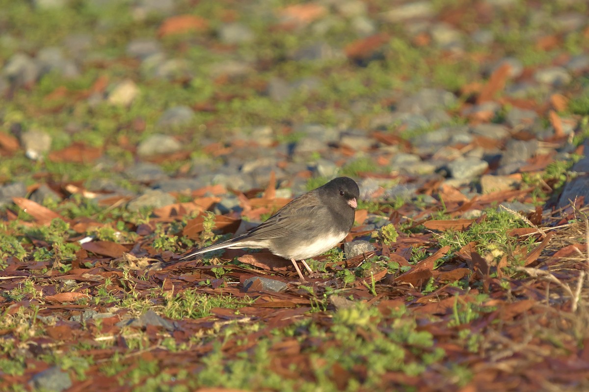 Dark-eyed Junco (cismontanus) - ML613261808